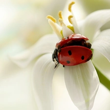 ladybird, White, Close, Colourfull Flowers