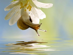 Cerastium, White, Colourfull Flowers, snail