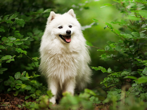 dog, point, Bush, White