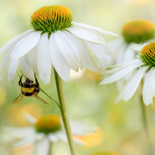 Flowers, echinacea, bee, White