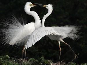White, herons