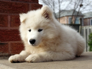 honeyed, Puppy, Samojed, White