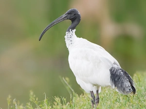 White, Ibis