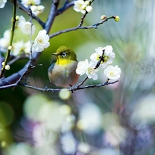 Flowers, Spring, Japanese White-eye, twig, Bird