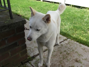 White, Jindo