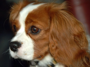 Red-white, King Charles Spaniel