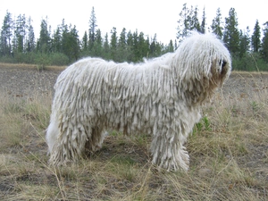 White, Komondor