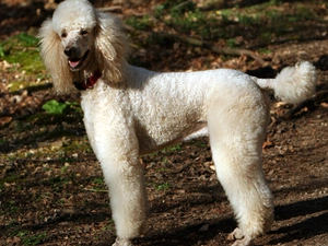 White, Poodle large