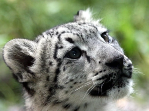 White, snow leopard