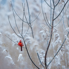Bird, Twigs, White frost, Northern Cardinal