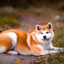 dog, lying, Path, grass, Akita Inu, Red-white