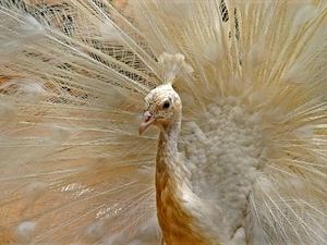 White, peacock