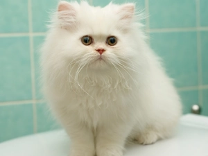 White, cat, persian