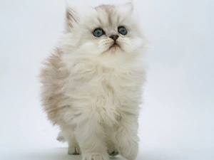 Persian Cat, fluffy, White