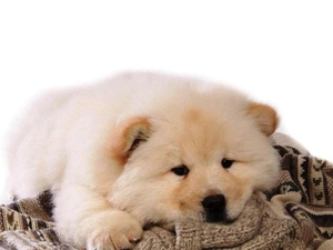 White, Puppy