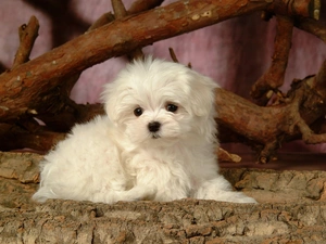 White, Puppy