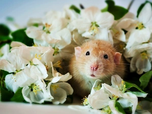 rat, Flowers, jasmine, White