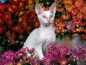 White, Devon Rex