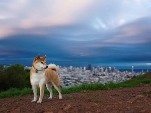 russet, doggy, Akita, White
