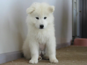 White, Samojed