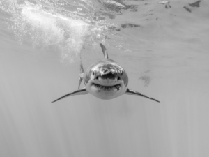 shark, Black and white