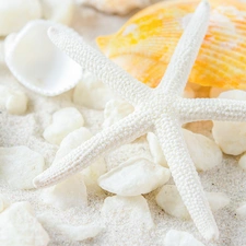 Shells, starfish, Sand, White