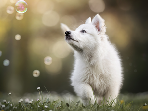 interesting eyes, Puppy, White Swiss Shepherd