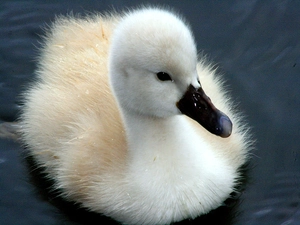 White, Swan