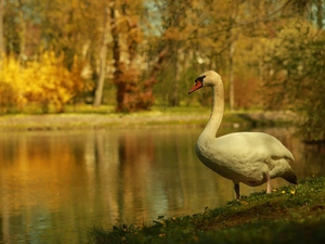 Swans, Bird, lake, White