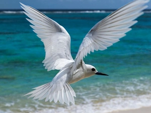 White, Tern
