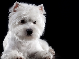 White, Dark Background, West Highland White Terrier, muzzle, dog