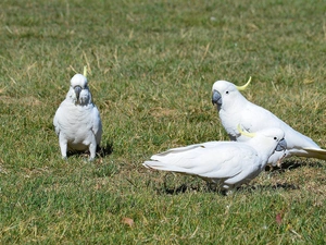 Three, Parrots, cockatoo, White
