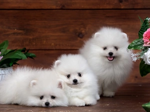 Three, puppies, Flowers, White