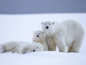 Three, bears, polar, White