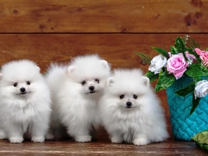 Three, Spitz, roses, White