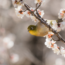 flowery, Bird, Japanese White-eye, twig
