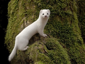 White, weasel