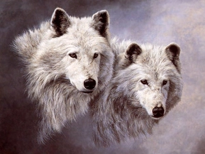 wolves, Two cars, White