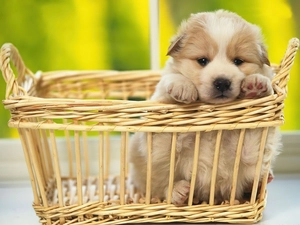 wicker, Puppy, basket