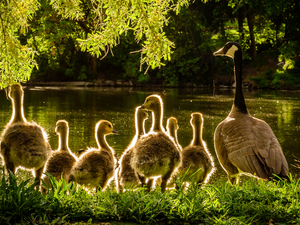 Canada Goose, young, wild, geese, birds