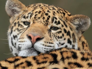 cat, American Leopard, wild