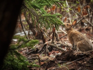 Wild Rabbit, conifer