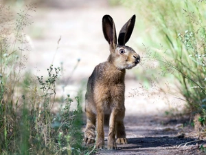 Wild Rabbit, grass