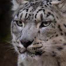 cat, snow leopard, wild