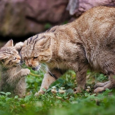 Wildcats, mother, young