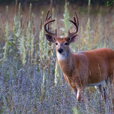 deer, Flowers, Wildflowers, White-tailed Deer