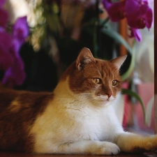 White-brown, cat, Window