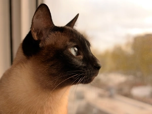 Window, cat, Head