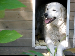 Window, mouth, Kuvasza