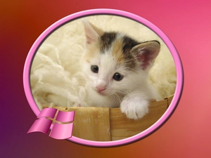 windows, kitten, logo